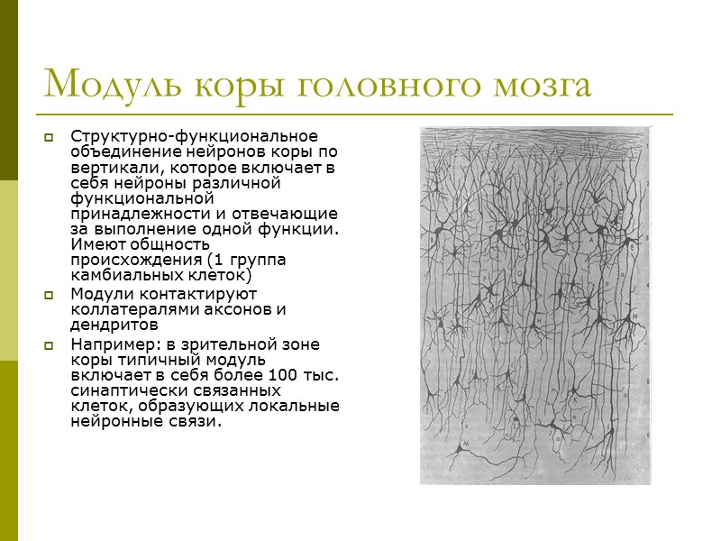 Модуль коры головного мозга Структурно-функциональное объединение нейронов коры по вертикали, которое включает в себя